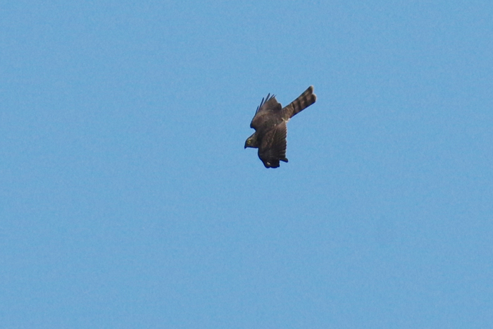 b0247838_11234039.jpg
