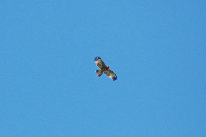 b0247838_11235765.jpg