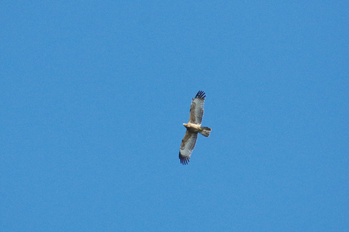 b0247838_1124566.jpg