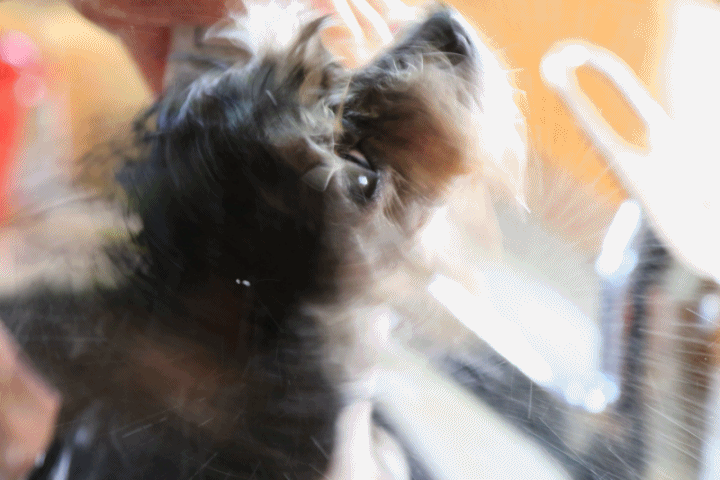c0145250_11483445.gif