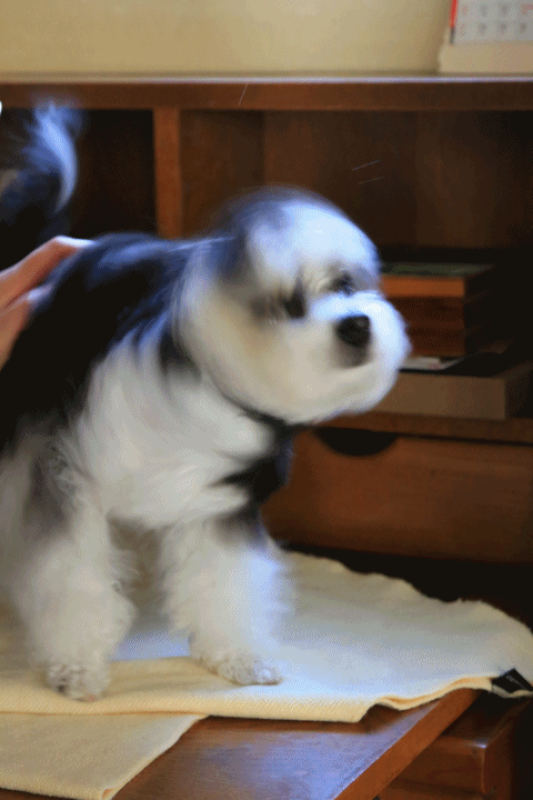 c0145250_11485033.gif
