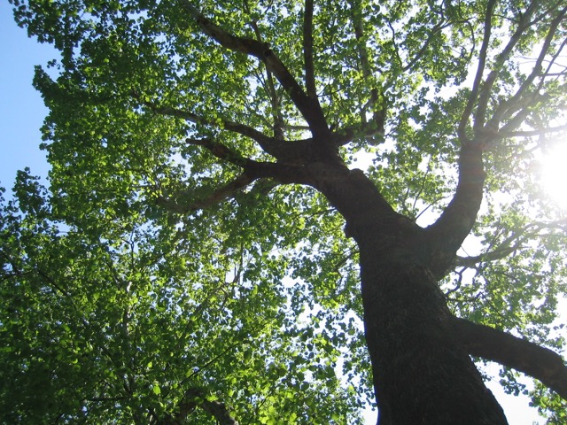c0008664_9441314.jpg