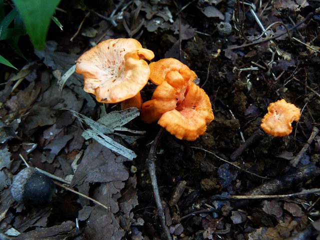 d0019074_11333981.jpg