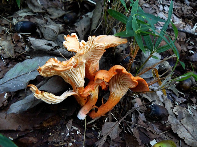 d0019074_1134476.jpg