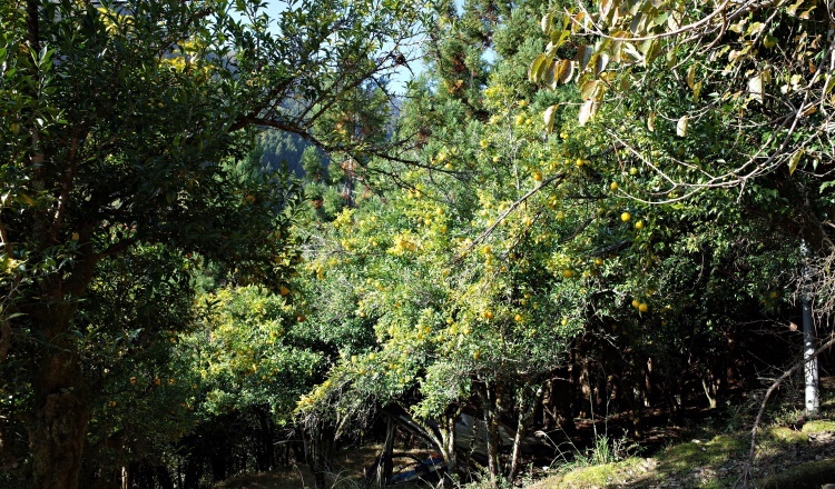 c0168096_11093793.jpg