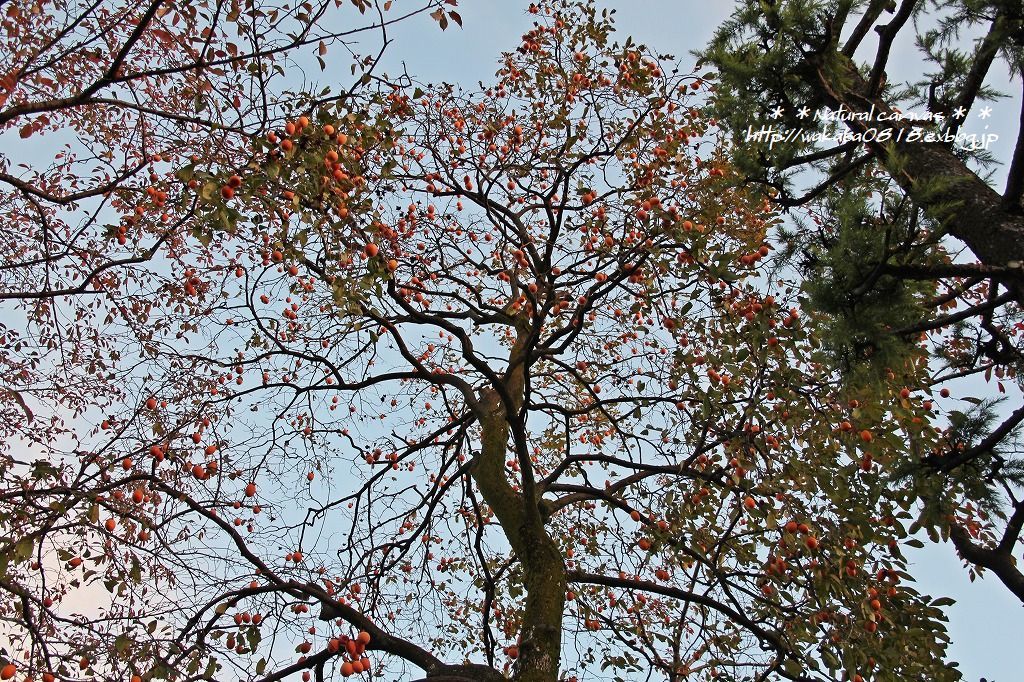 e0052135_18051688.jpg