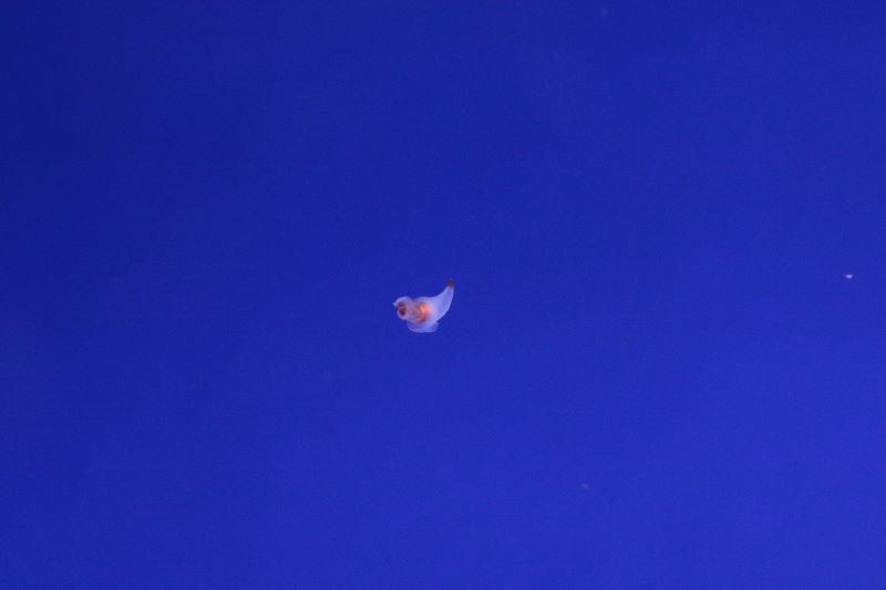 a0104448_10442644.jpg