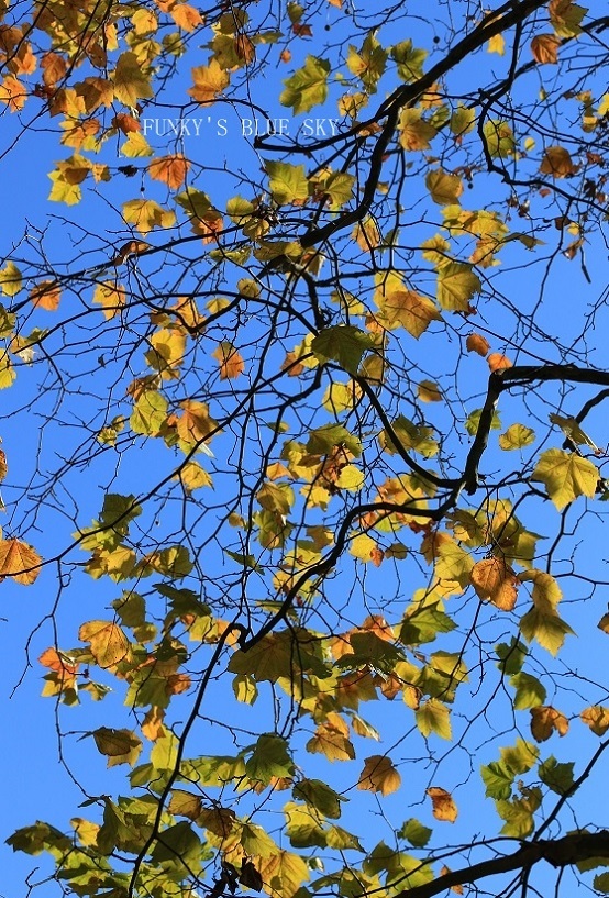c0145250_11054675.jpg
