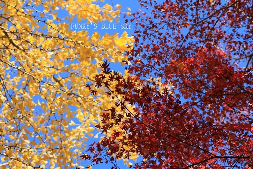 c0145250_11055099.jpg