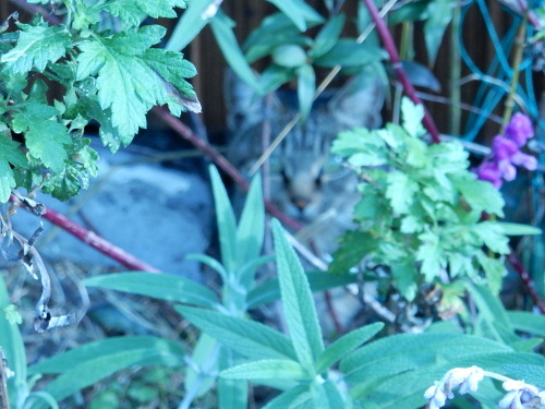 c0340786_07190007.jpg