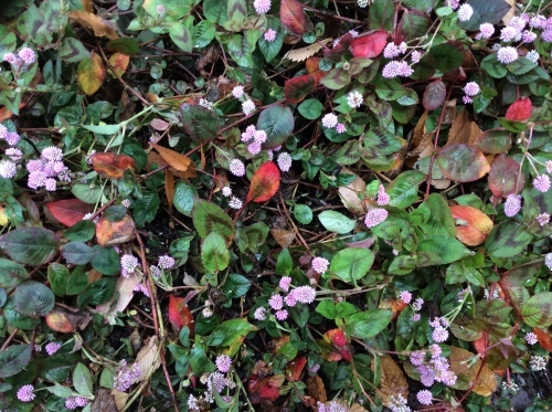 b0344816_10280281.jpeg