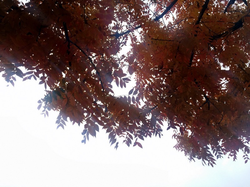 b0057140_15314302.jpg