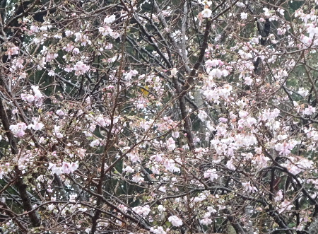 e0172950_17442448.jpg