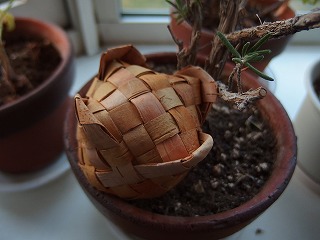 e0004756_1455957.jpg