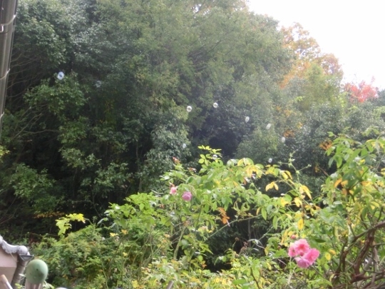 c0328559_17021462.jpg