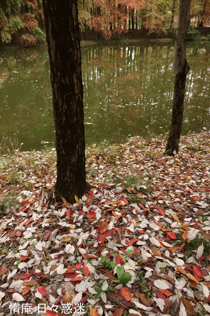 e0346064_18030703.gif