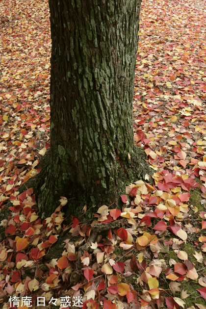 e0346064_18030802.gif