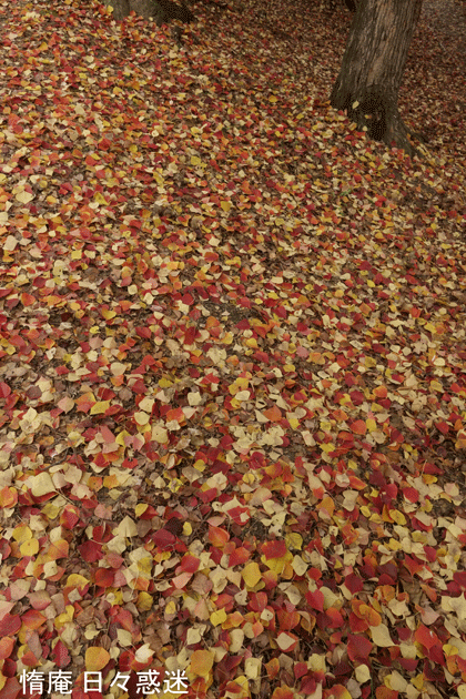 e0346064_18031080.gif