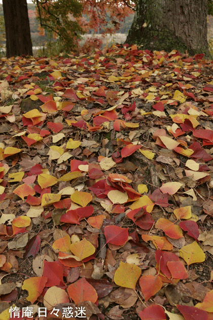 e0346064_18031133.gif