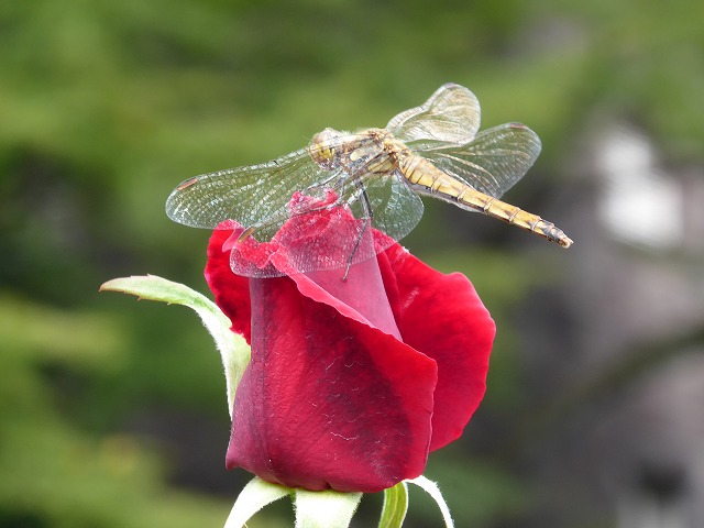 b0287088_2001547.jpg