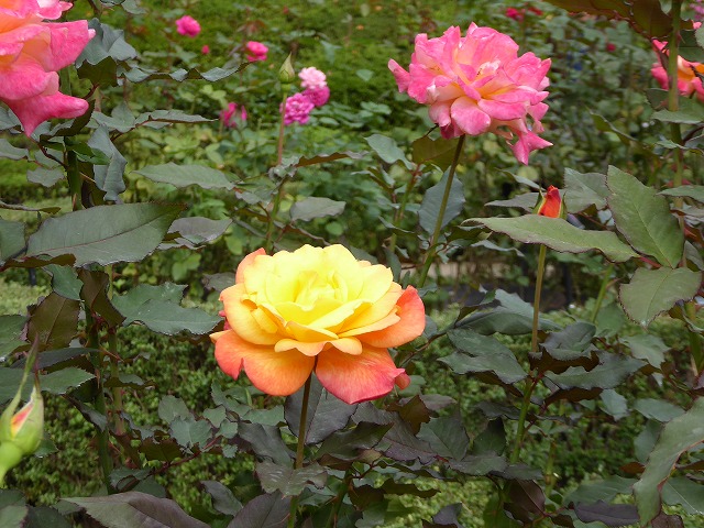 b0287088_203630.jpg