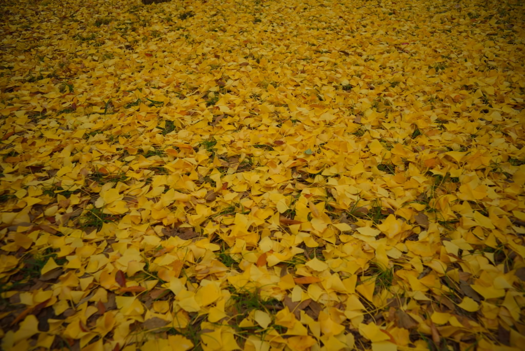 c0355704_2363460.jpg