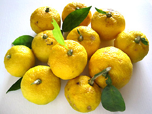a0177205_10555931.jpg