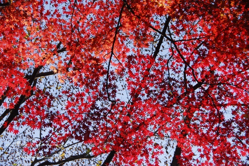 b0223512_22510879.jpg