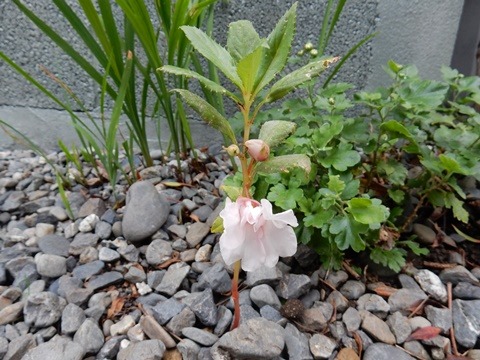 e0033229_1730351.jpg