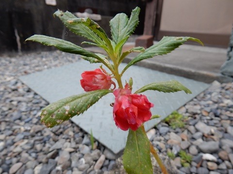 e0033229_17323725.jpg