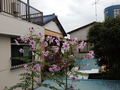e0033229_17431585.jpg