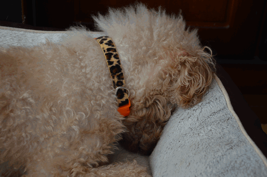 c0136736_18425999.gif