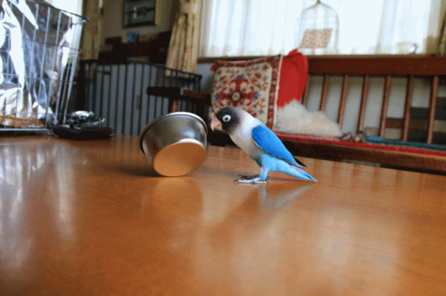 c0145250_10453231.gif