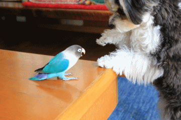 c0145250_10470178.gif