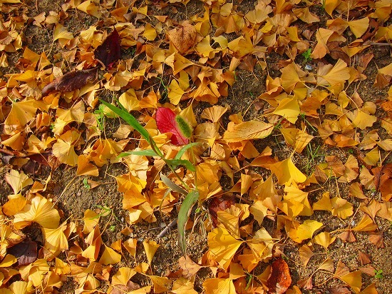 c0327752_14305172.jpg