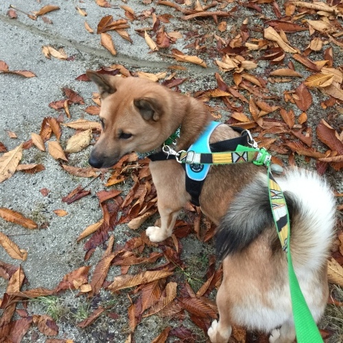 c0364176_12025038.jpeg