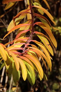 c0152779_1318543.jpg