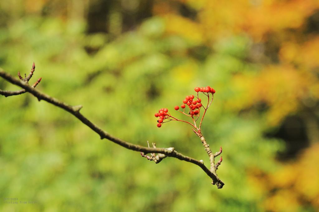 c0356480_19313021.jpg