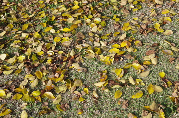 b0356401_20411757.jpg