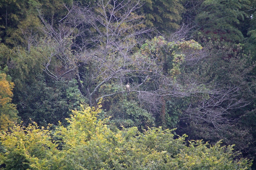 f0221514_17365371.jpg