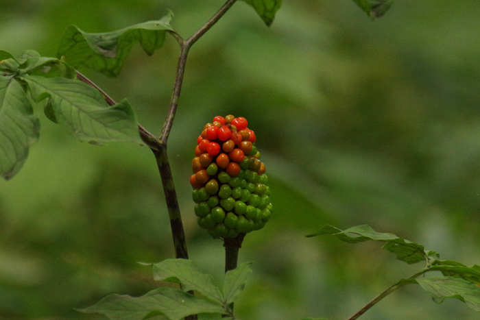 b0247838_11534915.jpg