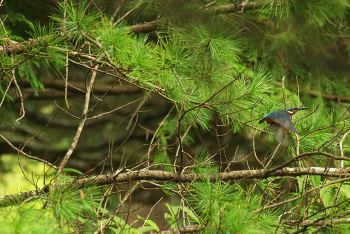 b0247838_1154270.jpg