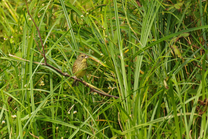 b0247838_1275669.jpg