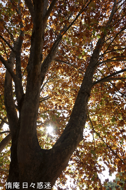 e0346064_19181904.gif
