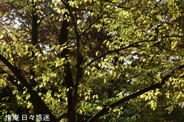 e0346064_19182082.gif