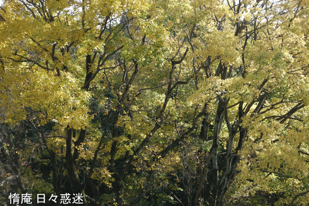 e0346064_19182194.gif