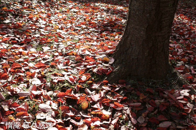 e0346064_19242800.gif