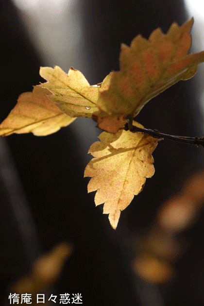 e0346064_19242989.gif