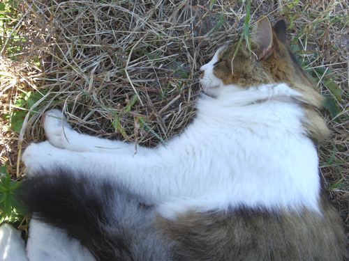 c0051781_15367.jpg