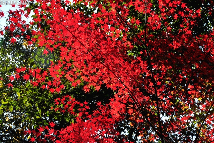 c0220084_2292466.jpg